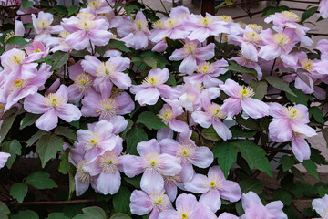 Beautiful and very fragrant clematis mayline flowers in the garden.