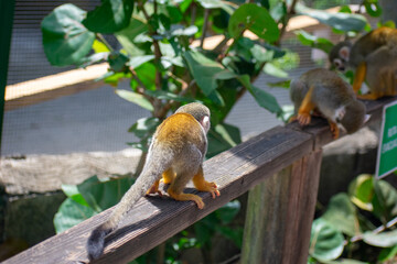 Curious Monkey in Outdoor Enclosure at Dominican Nature Park