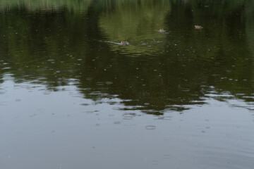 ducks in the water