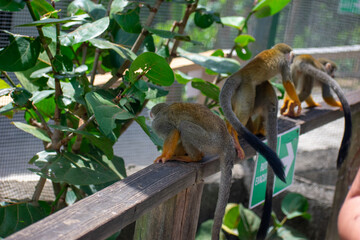 Curious Monkey in Outdoor Enclosure at Dominican Nature Park