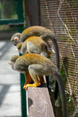 Curious Monkey in Outdoor Enclosure at Dominican Nature Park