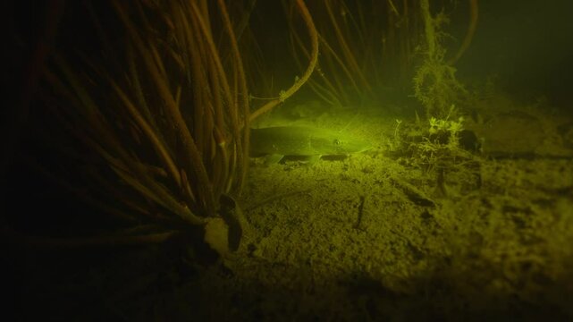 The pike quickly swims away, stirring up the mud at the bottom. Video of underwater activities at night. High quality 4k footage