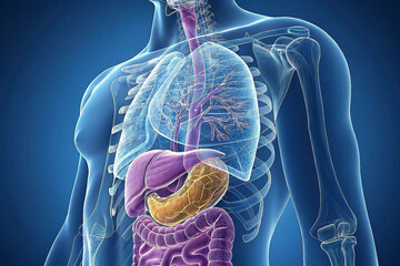 human body anatomy: pancreas