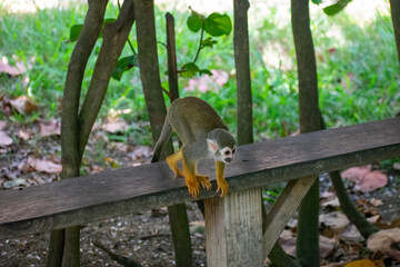 Curious Monkey in Outdoor Enclosure at Dominican Nature Park
