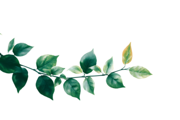 Isolated autumn leaves  on transparent background