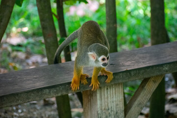 Curious Monkey in Outdoor Enclosure at Dominican Nature Park