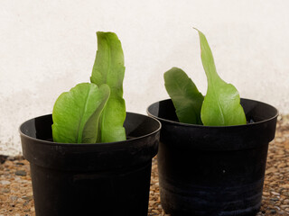 Boutures d'Epiphyllum Oxypetalum (Reine de la nuit ou berceau de Moïse)	
