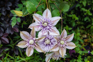 Clematis 'Minamo-no-yousei' flower, blooming neatly in the early summer garden.