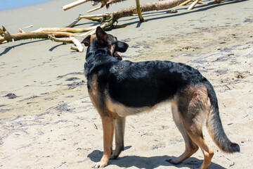 German Shepherd Dog on Tropical Beach