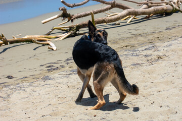 German Shepherd Dog on Tropical Beach