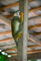 Curious Monkey in Outdoor Enclosure at Dominican Nature Park