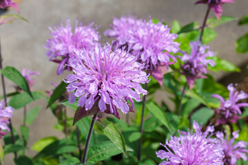 Close-up of fragrant pink monarda flowers in a garden.