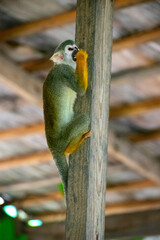 Curious Monkey in Outdoor Enclosure at Dominican Nature Park