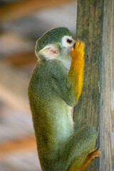 Obraz premium Curious Monkey in Outdoor Enclosure at Dominican Nature Park