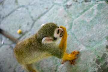 Tropical Wildlife Park with Animals