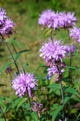 Fragrant pink monarda flowers in the garden.
