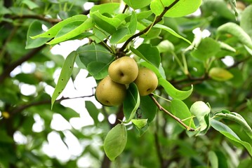 Japanese pear fruits. Rosaceae deciduous fruit tree. White flowers bloom around April and produce sweet, juicy fruits from summer to autumn.