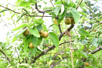 Japanese pear fruits. Rosaceae deciduous fruit tree. White flowers bloom around April and produce...