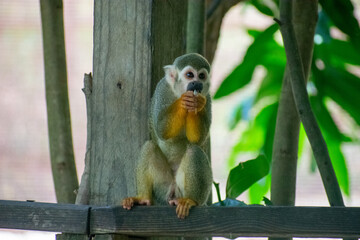 Tropical Wildlife Park with Animals
