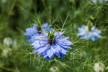 Close up of beautiful blue nigella flowers blooming in the garden.