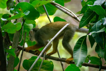 Tropical Wildlife Park with Animals