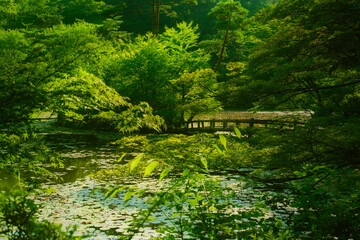 兵庫県・神戸市立森林植物園の長谷池午後の風景
