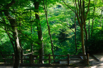 兵庫県・神戸市立森林植物園の長谷池午後の風景