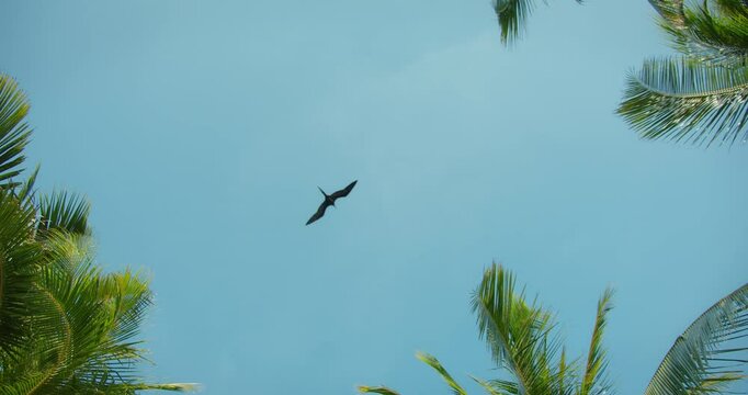 Bird flying high above tropical palm trees in clear blue sky in Mexico Yucatan