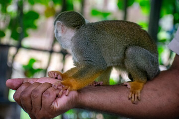 Tropical Wildlife Park with Animals