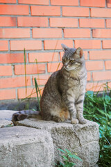 Portrait of a cute tabby home cat sitting on a concrete block, red bricks house wall background. Relaxed pet enjoys fresh air and looking for adventure.