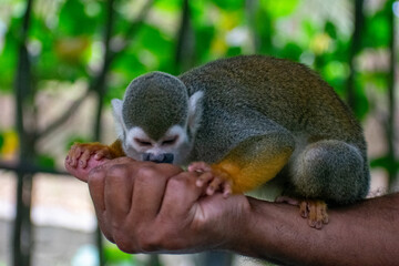 Tropical Wildlife Park with Animals