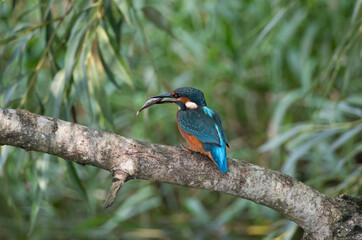 kingfisher, common kingfisher, alcedo atthis