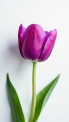 Naklejka premium Single purple tulip in front of white background with scattered few leaves, tulip, flower