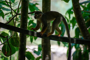 Tropical Wildlife Park with Animals
