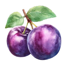 watercolor of Fresh Ripe Juicy Plum, vector, isolated on a white background.