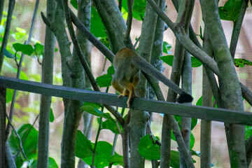 wildlife, animals, tropical, park, marine, dolphin, capybara, rodent, mammal, parrot, bird, nature,...