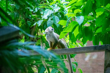 wildlife, animals, tropical, park, marine, dolphin, capybara, rodent, mammal, parrot, bird, nature,...