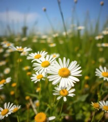 Delicate white daisies with bright yellow centers, blooming in a sunlit field, organic, floral