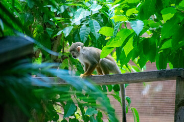wildlife, animals, tropical, park, marine, dolphin, capybara, rodent, mammal, parrot, bird, nature,...
