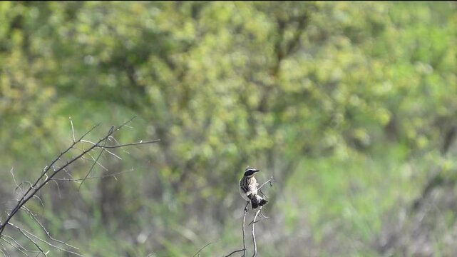 Whinchat Saxicola rubetra Perched on a Branch. Slow Motion