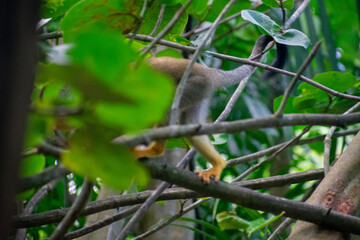 wildlife, animals, tropical, park, marine, dolphin, capybara, rodent, mammal, parrot, bird, nature, outdoors, exotic, Caribbean, Puerto Plata, Dominican Republic, ocean, water, zoo, sanctuary, aquatic