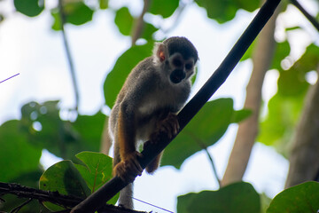 wildlife, animals, tropical, park, marine, dolphin, capybara, rodent, mammal, parrot, bird, nature, outdoors, exotic, Caribbean, Puerto Plata, Dominican Republic, ocean, water, zoo, sanctuary, aquatic