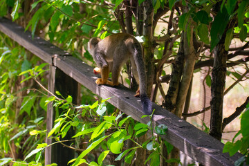 wildlife, animals, tropical, park, marine, dolphin, capybara, rodent, mammal, parrot, bird, nature, outdoors, exotic, Caribbean, Puerto Plata, Dominican Republic, ocean, water, zoo, sanctuary, aquatic