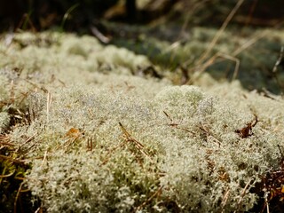 Star-tipped cup lichen (Cladonia stellaris) or star reindeer lichen in pine forest. An ecologically important species of cup lichen. Uppsala country, Sweden