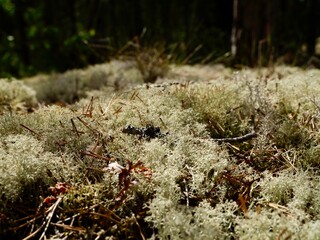 Star-tipped cup lichen (Cladonia stellaris) or star reindeer lichen in pine forest. An ecologically important species of cup lichen. Uppsala country, Sweden