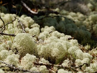 Startipped Cup Lichen Cladonia Stellaris