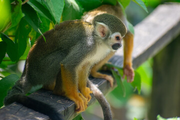 Fototapeta premium wildlife, animals, tropical, park, marine, dolphin, capybara, rodent, mammal, parrot, bird, nature, outdoors, exotic, Caribbean, Puerto Plata, Dominican Republic, ocean, water, zoo, sanctuary, aquatic