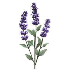 Naklejka premium Realistic lavender flower on a Transparent background showcasing delicate purple blooms and green leaves, Lavender flower isolated. realistic PNG background