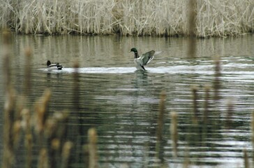 duck landing in pond