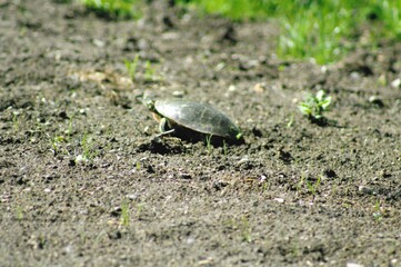small turtle on the ground